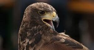 Aquila-reale